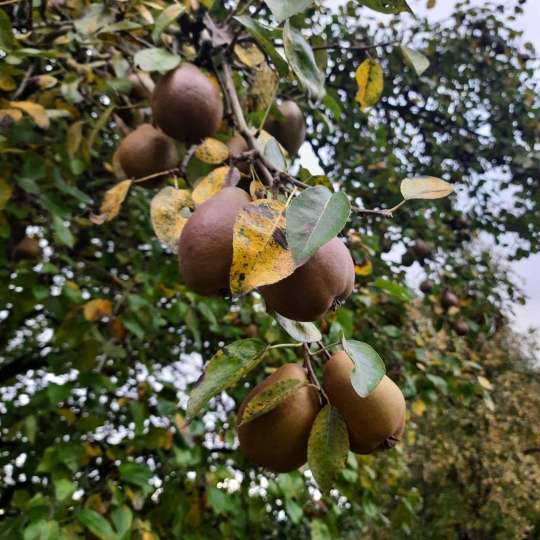 Heritage Pear Chutney